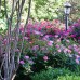Pink Knock Out Rose, Flowering Landscape and Garden Shrub   554827291